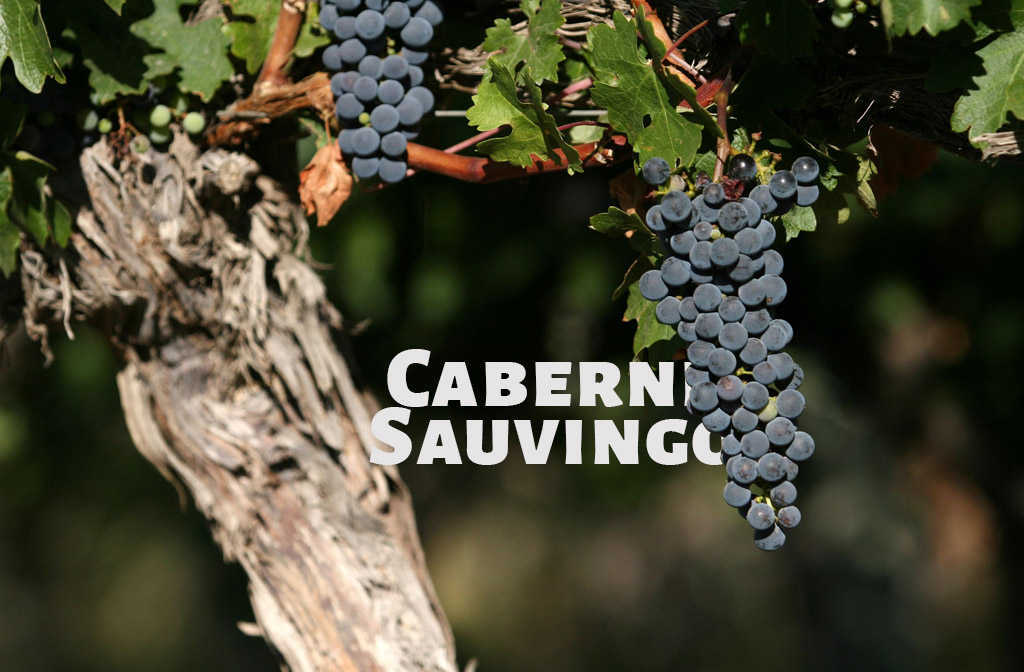 Cabernet-sauvignon (1).jpg