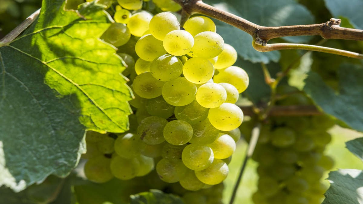 chardonnay_1200x675.jpg