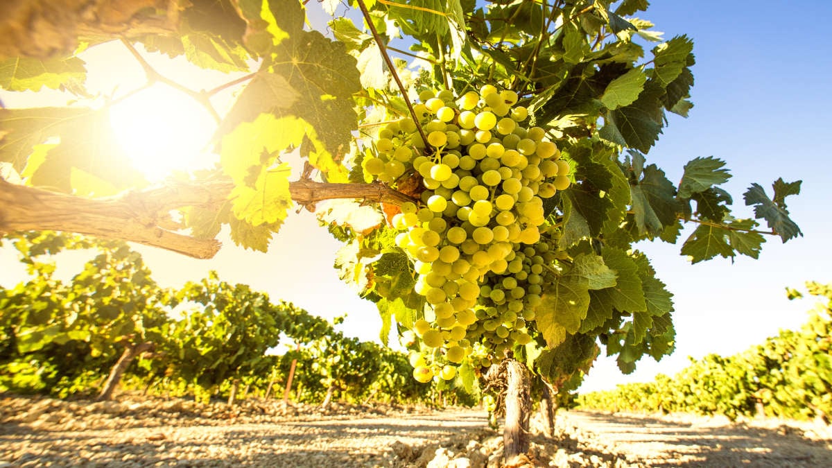 semillon_1200x675.jpg