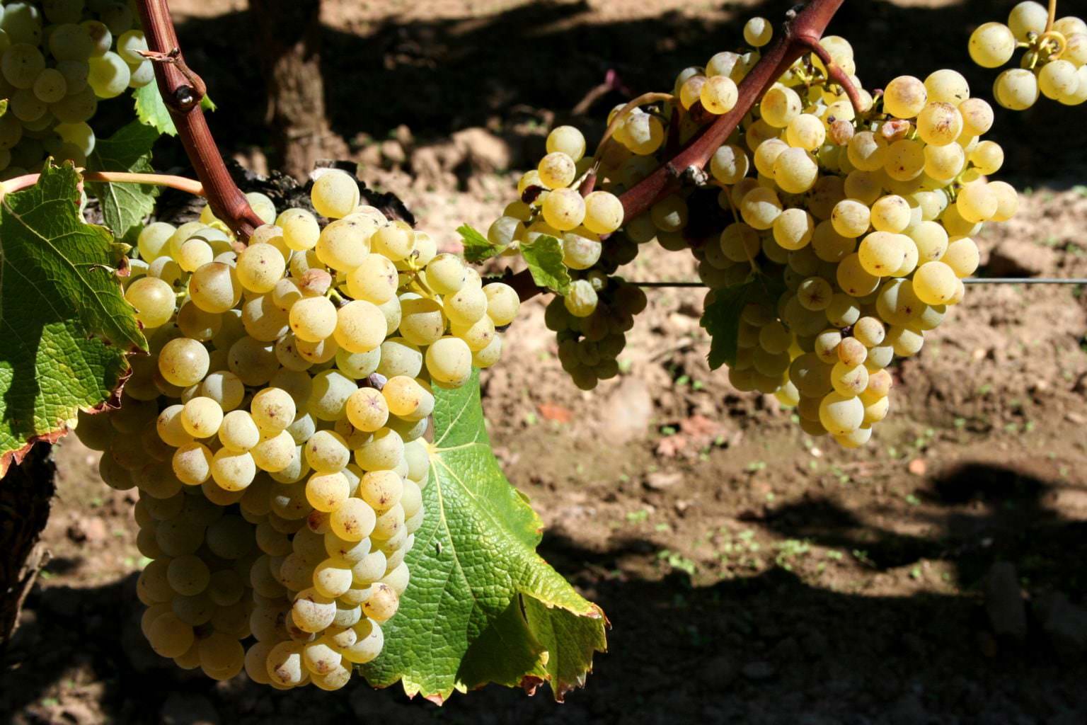 Semillon_grapes_at_Chateau_Doisy-Vedrines_Barsac_Sauternes-1536x1024.jpg