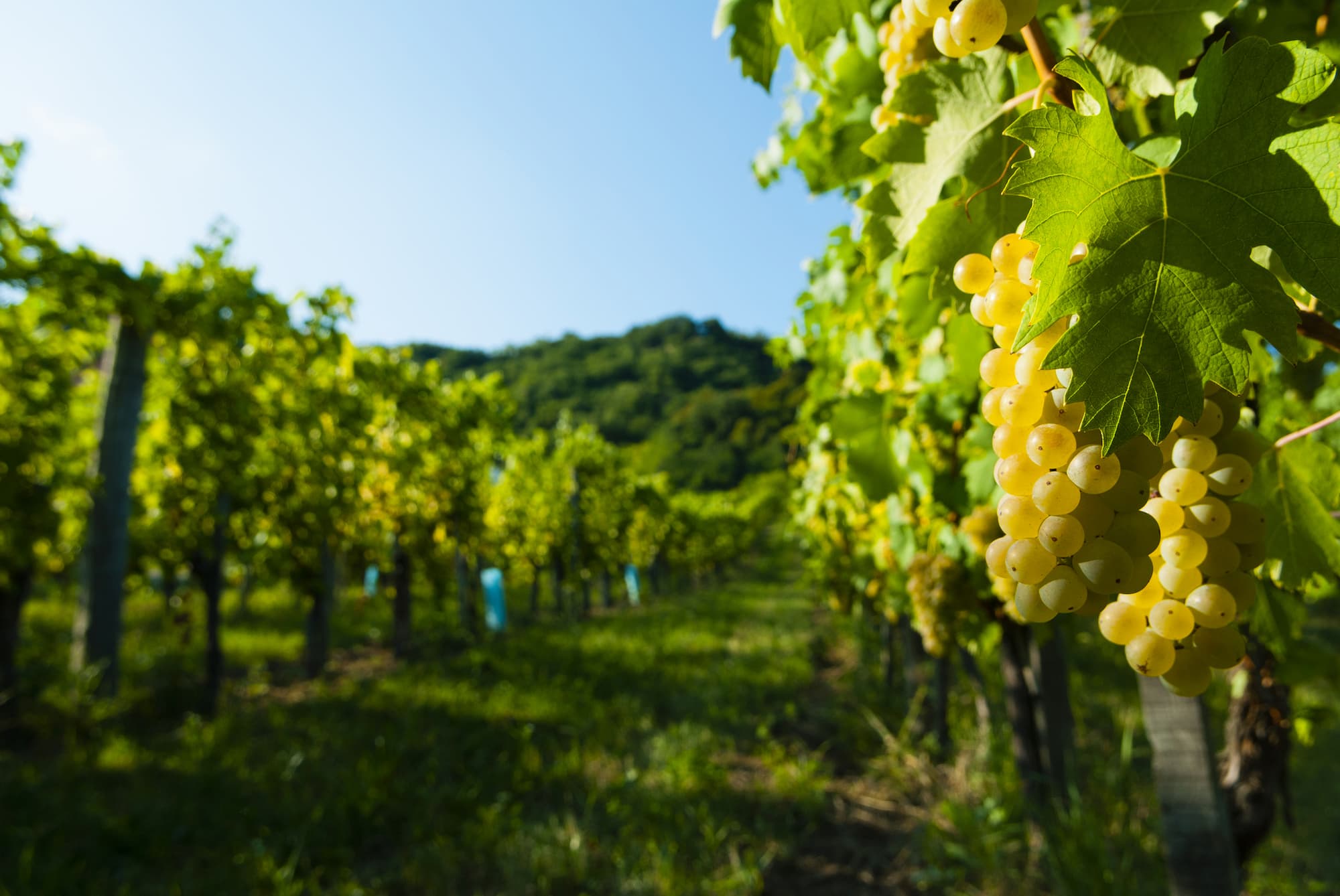 riesling-im-weinberg.jpg