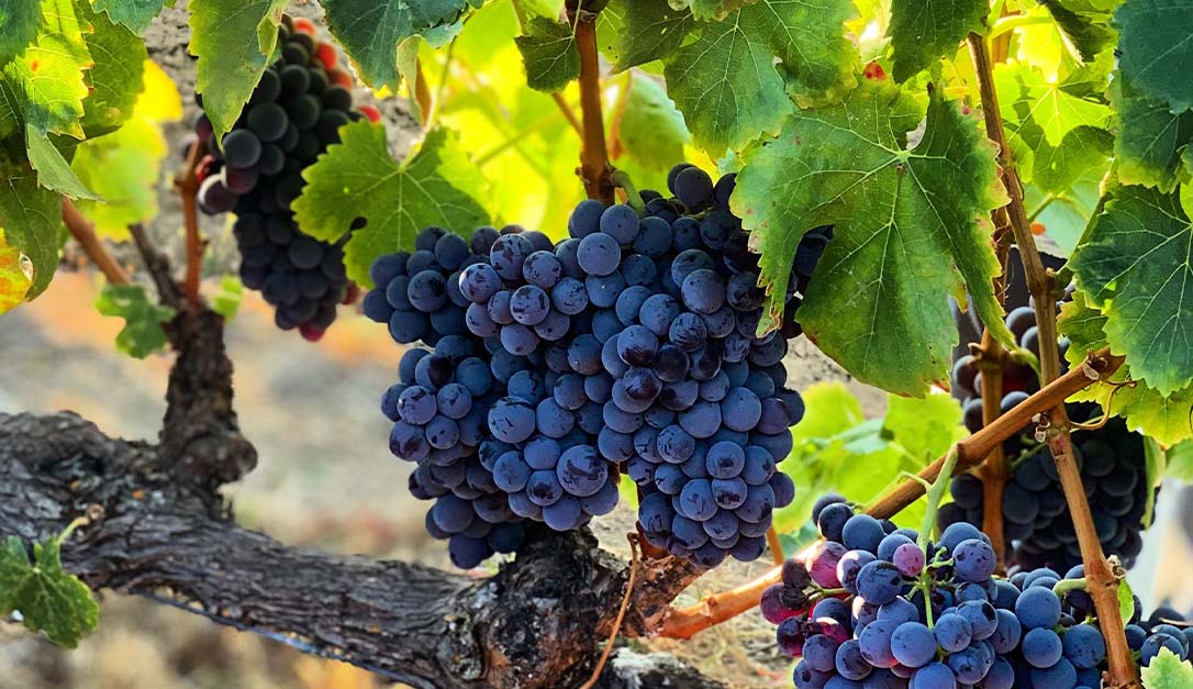 1086x627_grenache_grapes.jpg